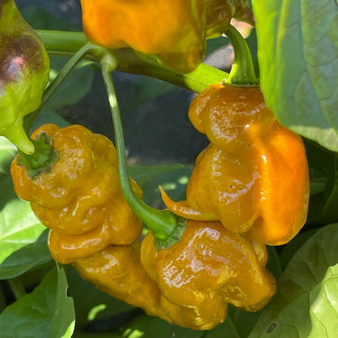 Flaming Nougat - Seeds - The Pepper Pantry (Formerly Marie Sharp's)
